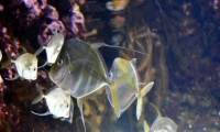 Aquarium La Rochelle (18)