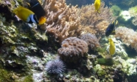 Aquarium La Rochelle (26)