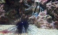 Aquarium La Rochelle (33)