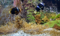Aquarium La Rochelle (34)
