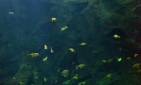 Aquarium La Rochelle (43)