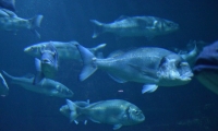Aquarium La Rochelle (6)