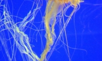Meduse - Aquarium La Rochelle (15)