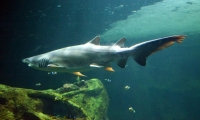 Requin - Aquarium La Rochelle (42)