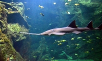 Requin - Aquarium La Rochelle (43)