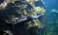 Requin - Aquarium La Rochelle (44)
