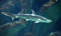 Requin - Aquarium La Rochelle (46)