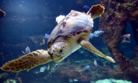 Tortue - Aquarium La Rochelle (19)