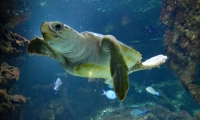 Tortue - Aquarium La Rochelle (20)