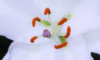 Fleur de Lys (3)