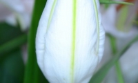 Fleur de Lys (7)