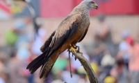 Puy du Fou - Le bal des oiseaux fantomes (100)