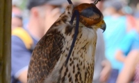 Puy du Fou - Le bal des oiseaux fantomes (101)