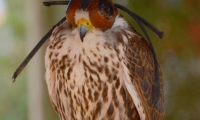 Puy du Fou - Le bal des oiseaux fantomes (102)