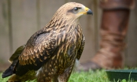 Puy du Fou - Le bal des oiseaux fantomes (103)