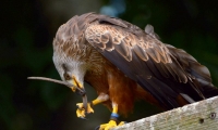 Puy du Fou - Le bal des oiseaux fantomes (104)