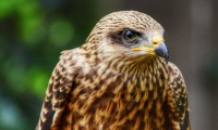 Puy du Fou - Le bal des oiseaux fantomes (105)