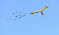 Puy du Fou - Le bal des oiseaux fantomes (108)