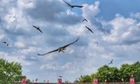 Puy du Fou - Le bal des oiseaux fantomes (110)