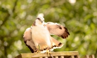 Puy du Fou - Le bal des oiseaux fantomes (055)