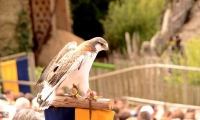 Puy du Fou - Le bal des oiseaux fantomes (056)