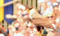 Puy du Fou - Le bal des oiseaux fantomes (057)