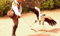 Puy du Fou - Le bal des oiseaux fantomes (059)