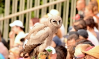 Puy du Fou - Le bal des oiseaux fantomes (060)