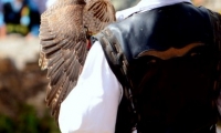 Puy du Fou - Le bal des oiseaux fantomes (064)