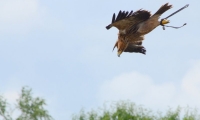 Puy du Fou - Le bal des oiseaux fantomes (065)