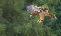 Puy du Fou - Le bal des oiseaux fantomes (066)