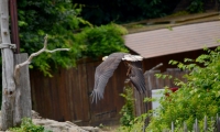 Puy du Fou - Le bal des oiseaux fantomes (069)