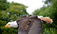 Puy du Fou - Le bal des oiseaux fantomes (072)