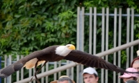 Puy du Fou - Le bal des oiseaux fantomes (073)