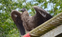 Puy du Fou - Le bal des oiseaux fantomes (075)