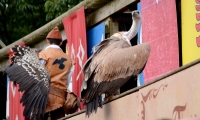 Puy du Fou - Le bal des oiseaux fantomes (076)