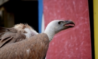 Puy du Fou - Le bal des oiseaux fantomes (077)