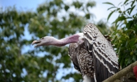 Puy du Fou - Le bal des oiseaux fantomes (078)