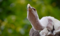 Puy du Fou - Le bal des oiseaux fantomes (079)