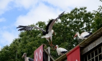 Puy du Fou - Le bal des oiseaux fantomes (080)