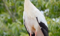 Puy du Fou - Le bal des oiseaux fantomes (081)