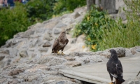 Puy du Fou - Le bal des oiseaux fantomes (082)