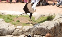 Puy du Fou - Le bal des oiseaux fantomes (083)