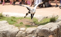 Puy du Fou - Le bal des oiseaux fantomes (084)