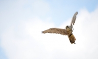 Puy du Fou - Le bal des oiseaux fantomes (088)