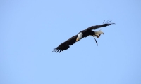 Puy du Fou - Le bal des oiseaux fantomes (090)