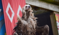 Puy du Fou - Le bal des oiseaux fantomes (093)