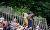 Puy du Fou - Le bal des oiseaux fantomes (094)