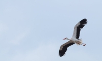 Puy du Fou - Le bal des oiseaux fantomes (096)