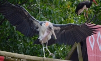 Puy du Fou - Le bal des oiseaux fantomes (097)